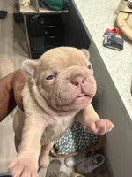 NA, a female French Bulldog for sale in Austin, TX – 7 of 10