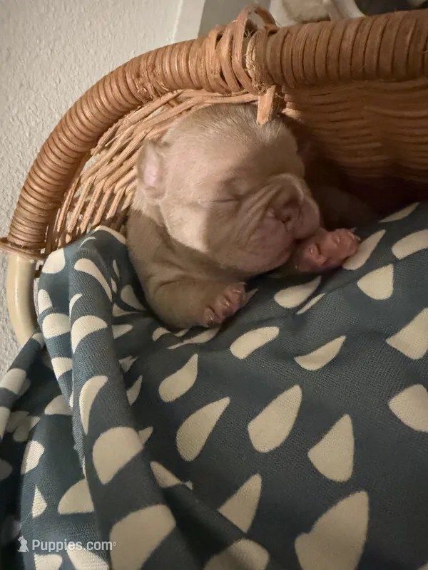 NA – French Bulldog puppy for sale in Austin, TX