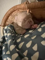 NA, a female French Bulldog for sale in Austin, TX – 1 of 10