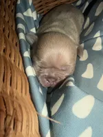 NA, a female French Bulldog for sale in Austin, TX – 3 of 10