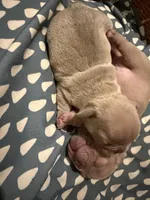 NA, a female French Bulldog for sale in Austin, TX – 10 of 10