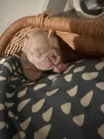 NA, a female French Bulldog for sale in Austin, TX – 6 of 10