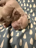 NA, a female French Bulldog for sale in Austin, TX – 9 of 10
