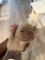 NA, a female French Bulldog for sale in Austin, TX – 5 of 10