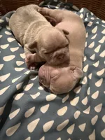 NA, a female French Bulldog for sale in Austin, TX – 2 of 10