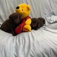 Tarzan , a male Labrador Retriever for sale in San Bernardino, CA – 1 of 5