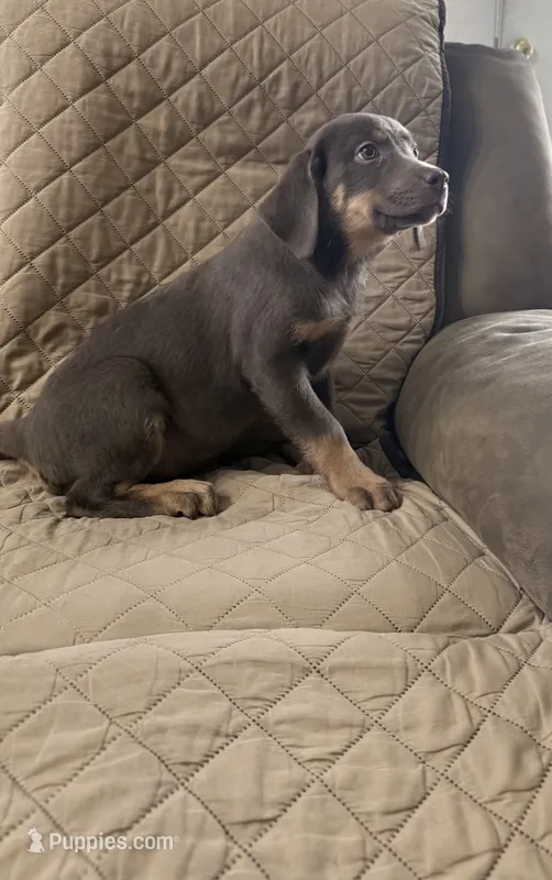 Luna – Labrador Retriever puppy for sale in San Bernardino, CA