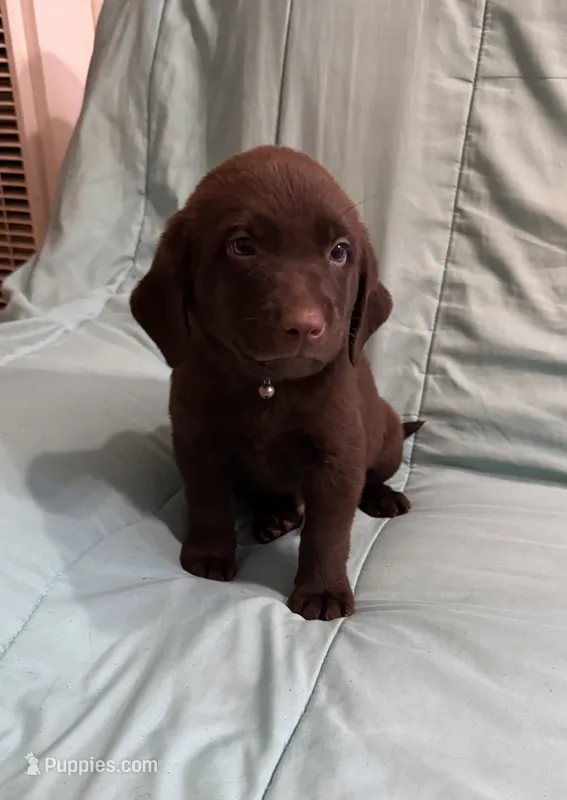 AKC LINDA – Labrador Retriever puppy for sale in San Bernardino, CA
