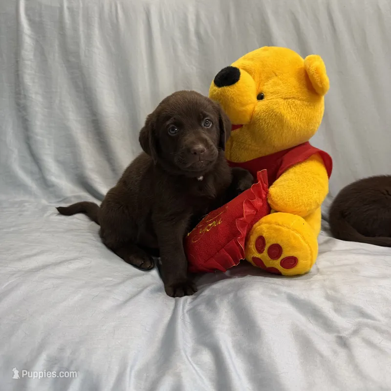 Kira  – Labrador Retriever puppy for sale in San Bernardino, CA