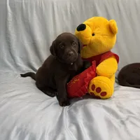 Kira , a female Labrador Retriever for sale in San Bernardino, CA – 1 of 8