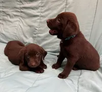 Oliver AKC, a male Labrador Retriever for sale in San Bernardino, CA – 8 of 10
