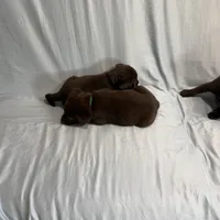 Kira , a female Labrador Retriever for sale in San Bernardino, CA – 6 of 8
