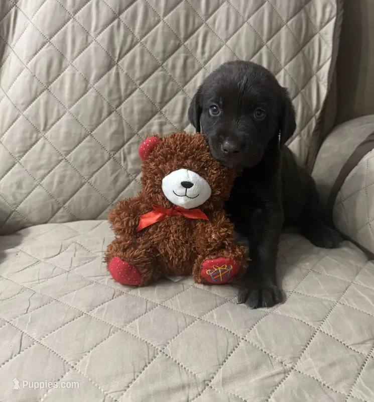 Max – Labrador Retriever puppy for sale in San Bernardino, CA