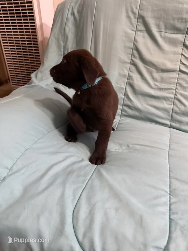 Oliver AKC – Labrador Retriever puppy for sale in San Bernardino, CA