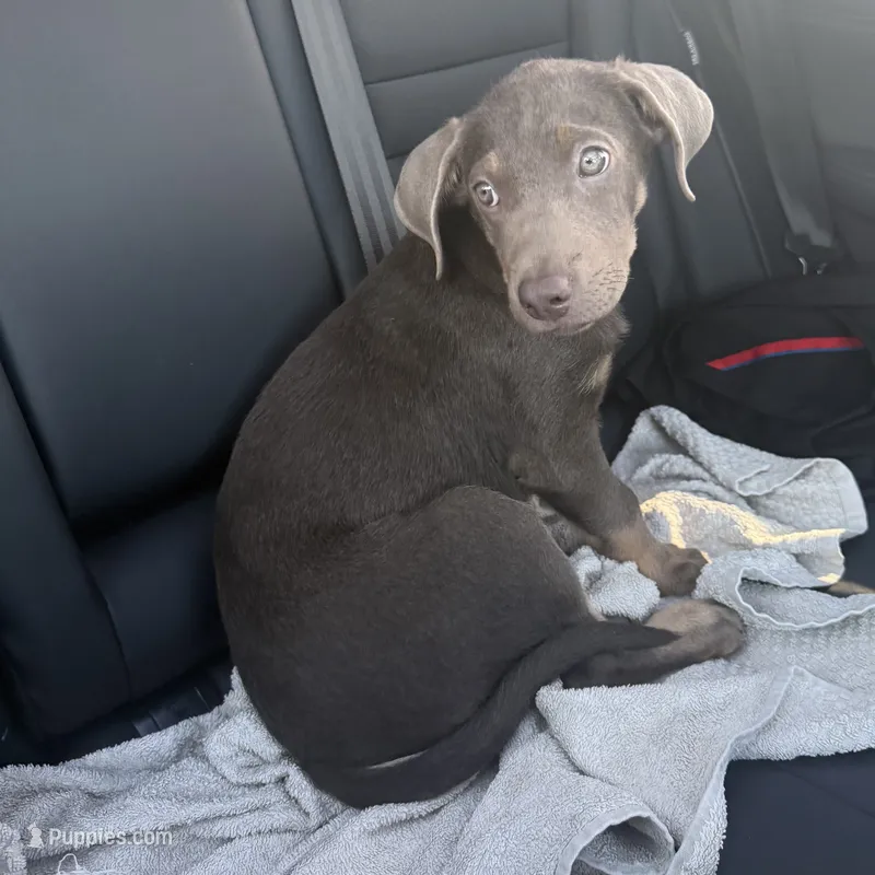 Zimpe  – Labrador Retriever puppy for sale in San Bernardino, CA