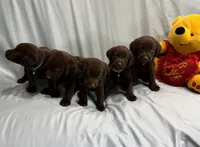 Tarzan , a male Labrador Retriever for sale in San Bernardino, CA – 4 of 5