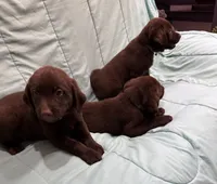 AKC LINDA, a female Labrador Retriever for sale in San Bernardino, CA – 8 of 9