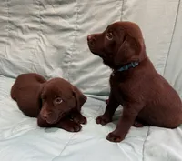 Oliver AKC, a male Labrador Retriever for sale in San Bernardino, CA – 9 of 10