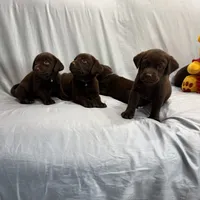 Tarzan , a male Labrador Retriever for sale in San Bernardino, CA – 2 of 5