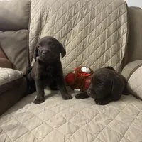 Max, a male Labrador Retriever for sale in San Bernardino, CA – 2 of 6