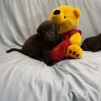 Kira , a female Labrador Retriever for sale in San Bernardino, CA – 8 of 8