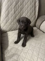 Max, a male Labrador Retriever for sale in San Bernardino, CA – 3 of 6