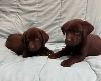 Oliver AKC, a male Labrador Retriever for sale in San Bernardino, CA – 6 of 10