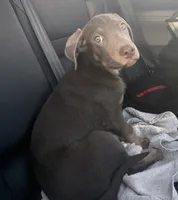 Zimpe , a male Labrador Retriever for sale in San Bernardino, CA – 2 of 7