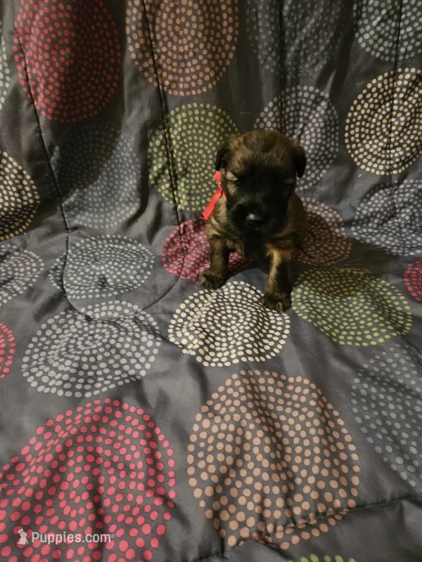 Red – Soft Coated Wheaten Terrier puppy for sale in New Lenox, IL