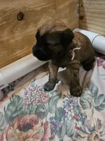 Pink, a female Soft Coated Wheaten Terrier for sale in New Lenox, IL – 1 of 2