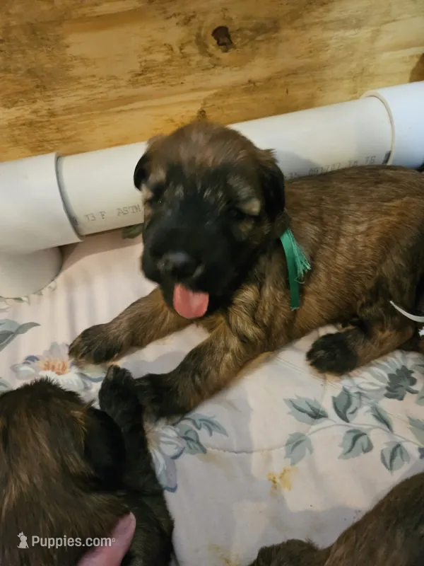 Green – Soft Coated Wheaten Terrier puppy for sale in New Lenox, IL