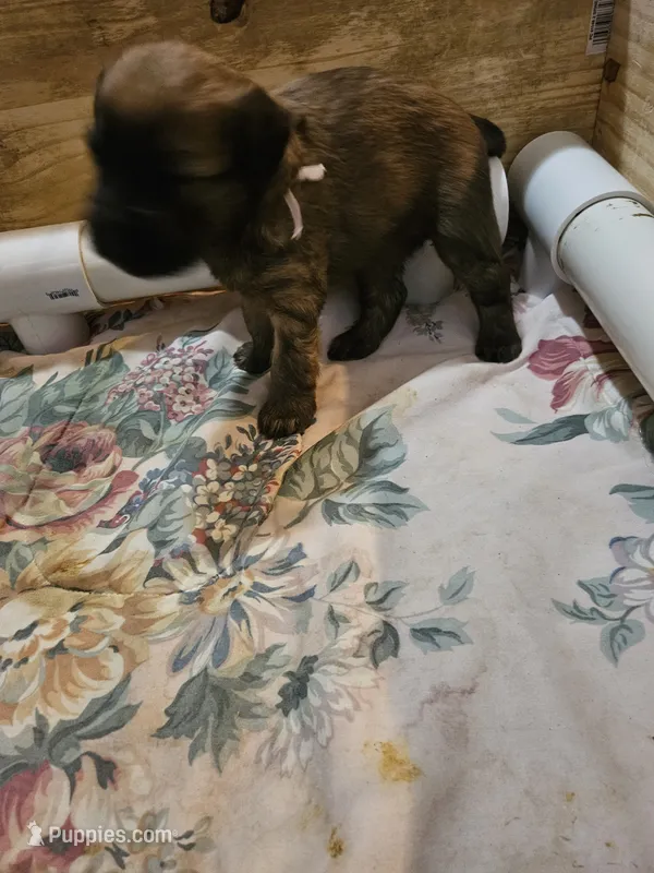 Rainbow – Soft Coated Wheaten Terrier puppy for sale in New Lenox, IL