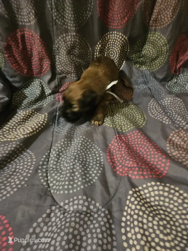 Blue – Soft Coated Wheaten Terrier puppy for sale in New Lenox, IL