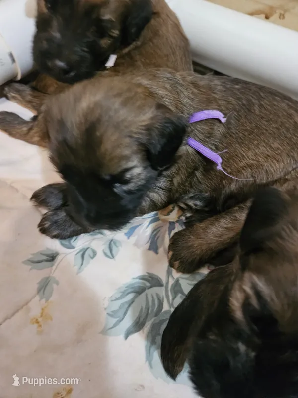Purple – Soft Coated Wheaten Terrier puppy for sale in New Lenox, IL