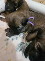 Purple, a female Soft Coated Wheaten Terrier for sale in New Lenox, IL – 1 of 2