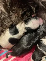Sweet pea, a female Miniature Schnauzer for sale in Whitney, TX – 3 of 3