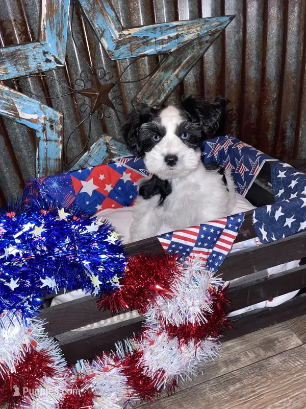 Sweet pea – Miniature Schnauzer puppy for sale in Whitney, TX
