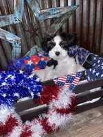 Sweet pea, a female Miniature Schnauzer for sale in Whitney, TX – 1 of 3