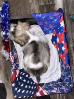Cocoa, a male Miniature Schnauzer for sale in Whitney, TX – 2 of 5