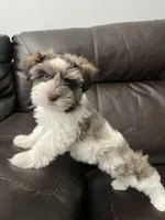 Cocoa, a male Miniature Schnauzer for sale in Whitney, TX – 5 of 9