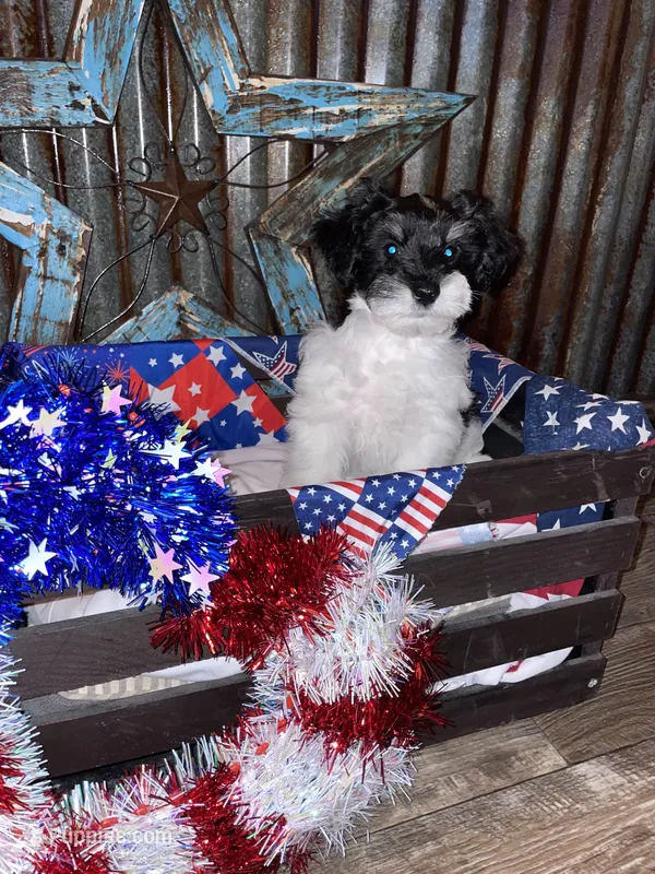 Lil Man – Miniature Schnauzer puppy for sale in Whitney, TX