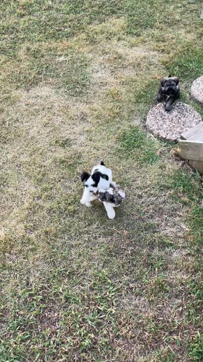 Cocoa, a male Miniature Schnauzer for sale in Whitney, TX – 9 of 9