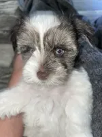 Cocoa, a male Miniature Schnauzer for sale in Whitney, TX – 3 of 5
