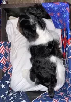 Lil Man, a male Miniature Schnauzer for sale in Whitney, TX – 2 of 3