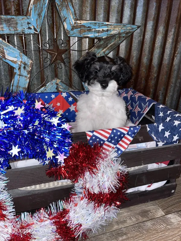 Lil Man – Miniature Schnauzer puppy for sale in Whitney, TX