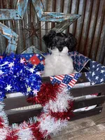 Lil Man, a male Miniature Schnauzer for sale in Whitney, TX – 1 of 3