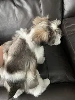 Cocoa, a male Miniature Schnauzer for sale in Whitney, TX – 7 of 9