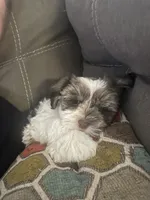 Cocoa, a male Miniature Schnauzer for sale in Whitney, TX – 4 of 5