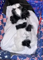 Sweet pea, a female Miniature Schnauzer for sale in Whitney, TX – 2 of 3