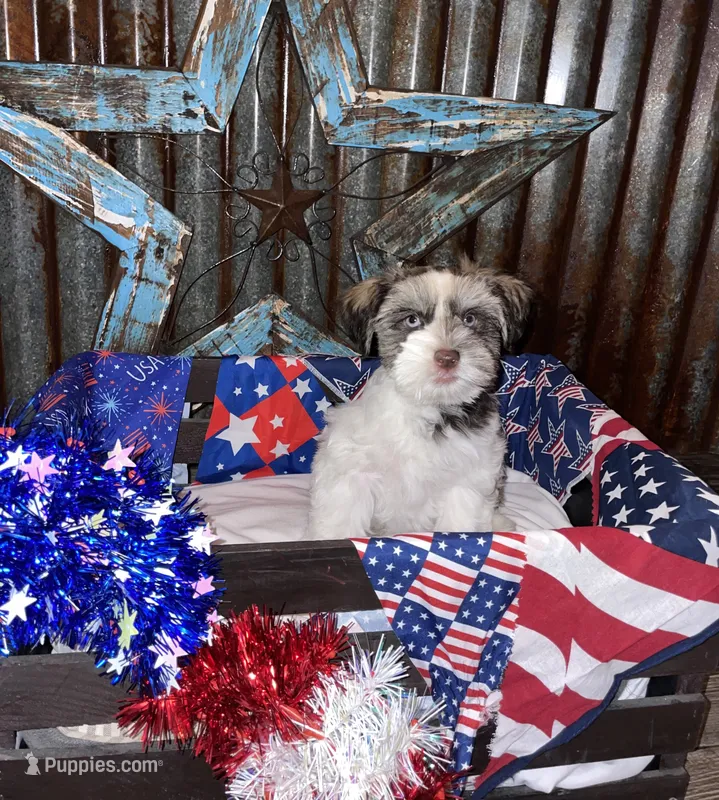 Cocoa – Miniature Schnauzer puppy for sale in Whitney, TX